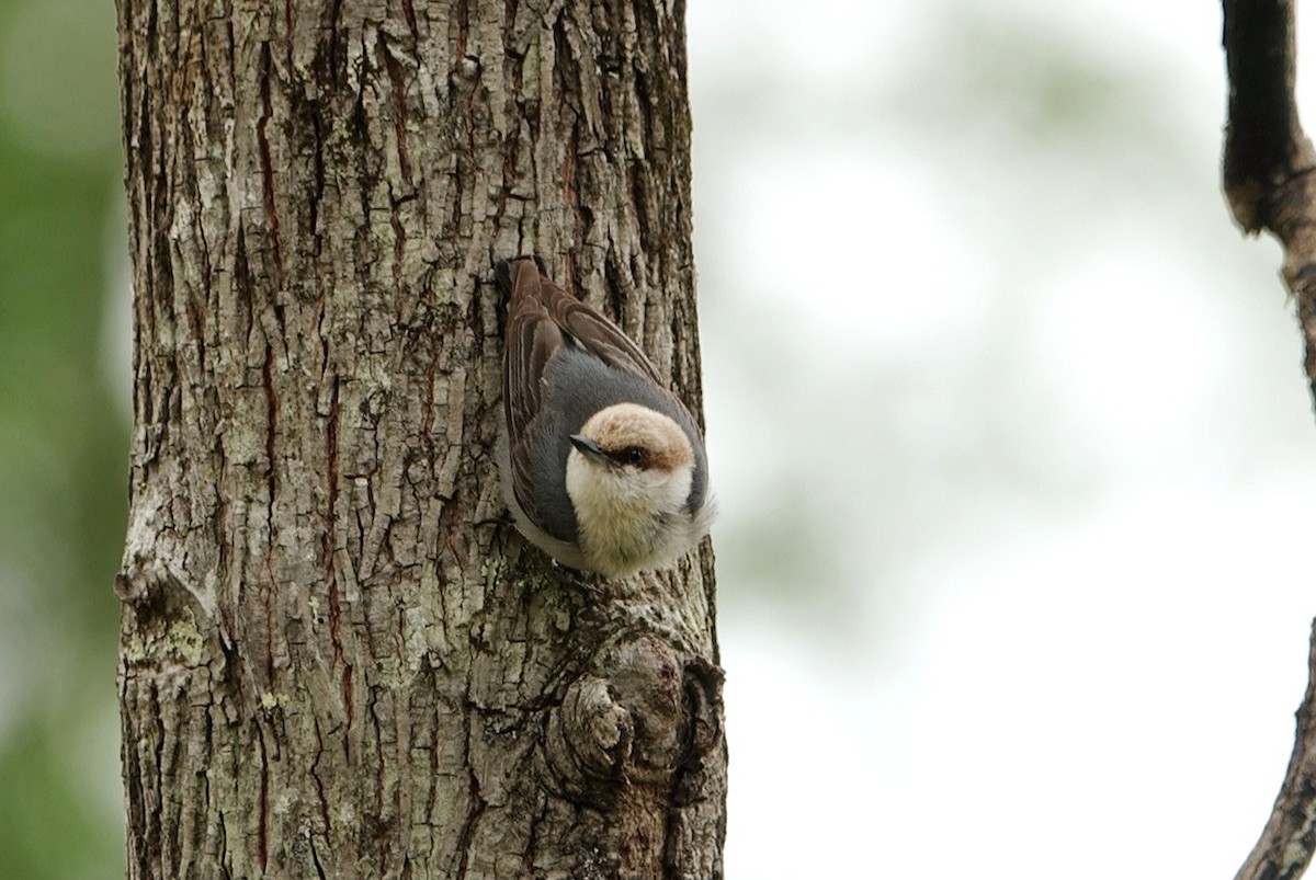 Brown-headed Nuthatch - ML618997193