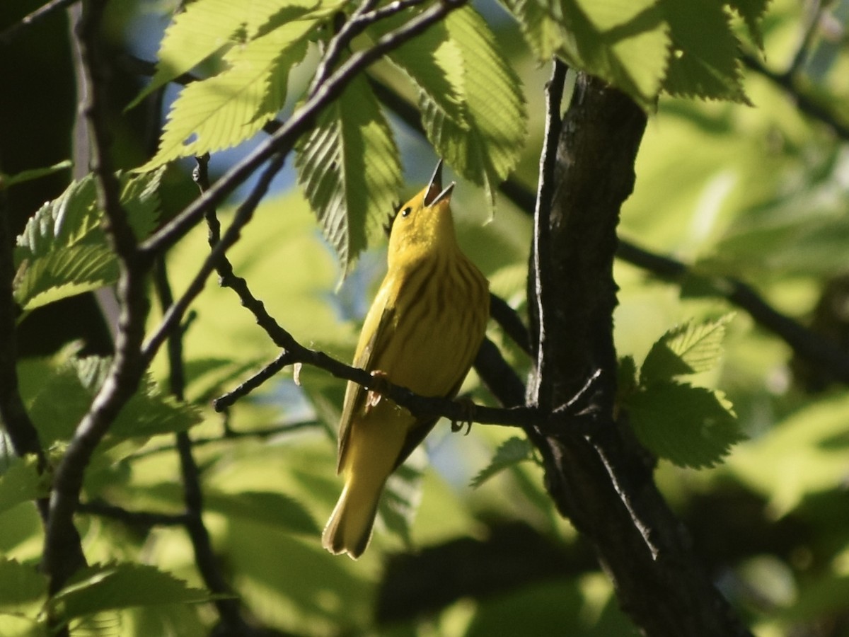 Yellow Warbler - Jonathan Sellman