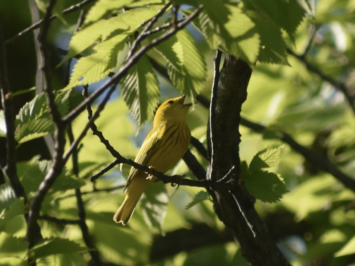 Yellow Warbler - ML618997208