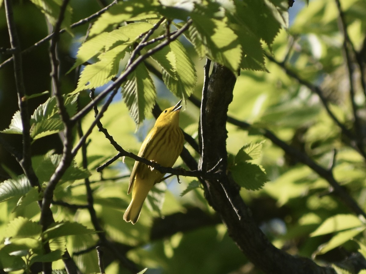 Yellow Warbler - Jonathan Sellman