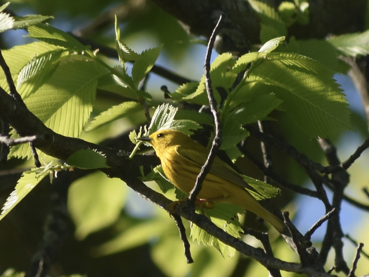 Yellow Warbler - ML618997211