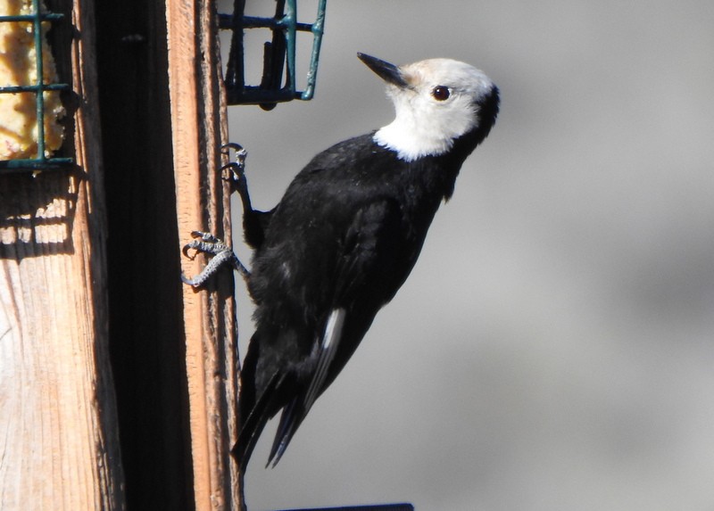 White-headed Woodpecker - ML618997222