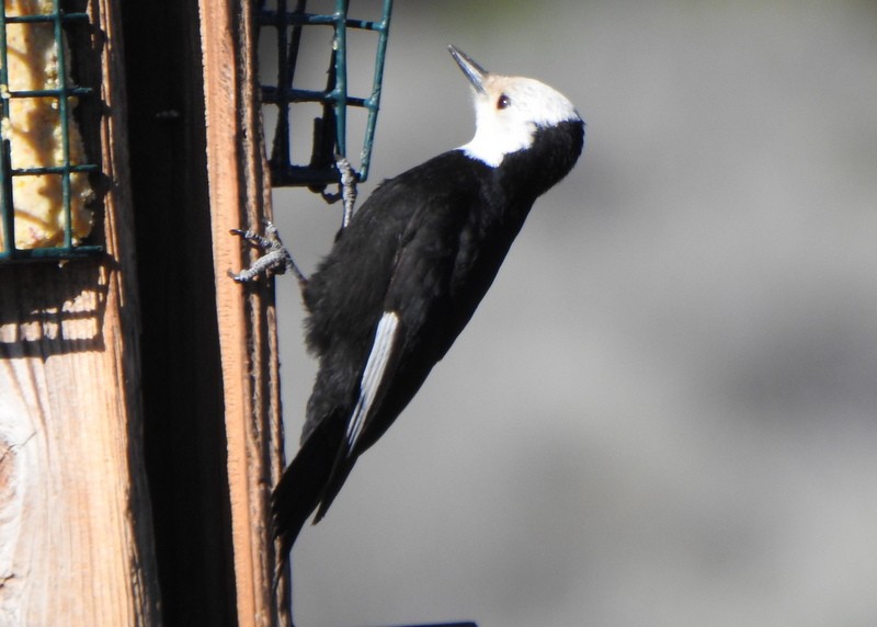 White-headed Woodpecker - ML618997223