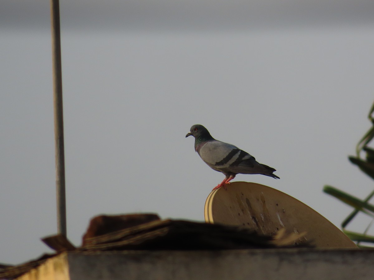Pigeon biset (forme domestique) - ML618997248