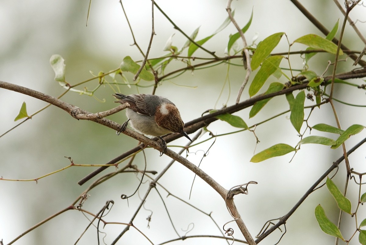 Brown-headed Nuthatch - ML618997254