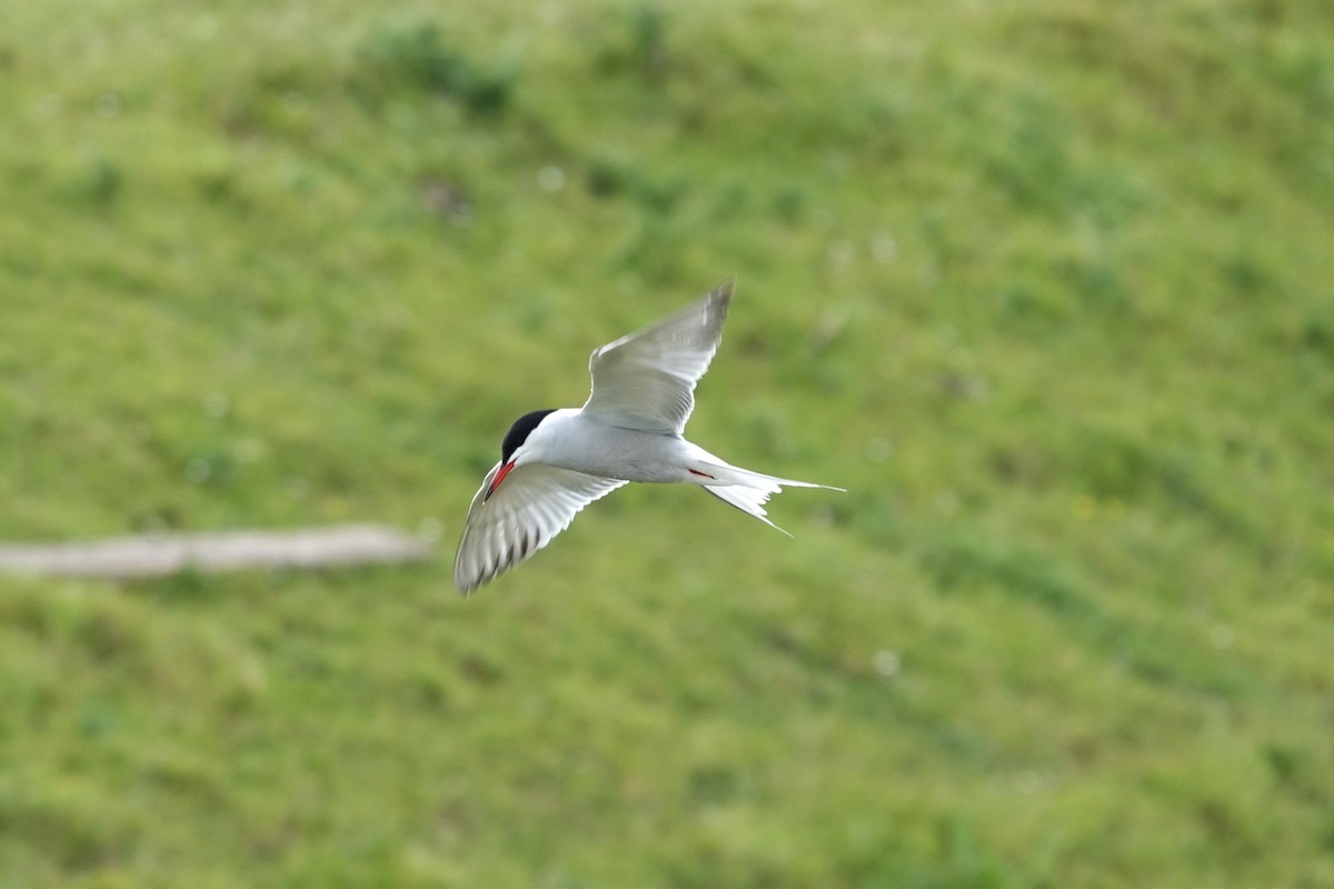 Common Tern - Toby Holmes
