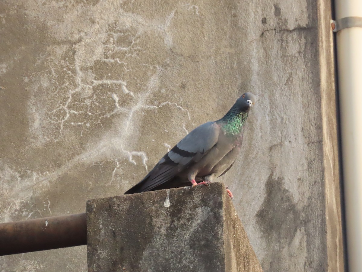 Pigeon biset (forme domestique) - ML618997274