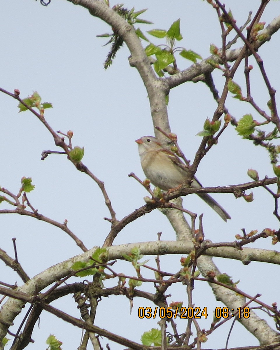Field Sparrow - Gary Bletsch