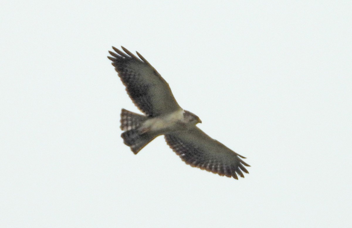 Short-tailed Hawk - José Antonio Balderrama