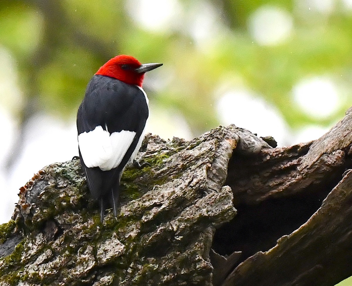 Red-headed Woodpecker - ML618997366