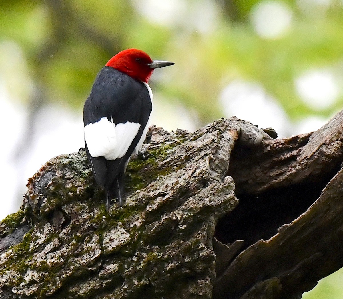 Red-headed Woodpecker - ML618997367