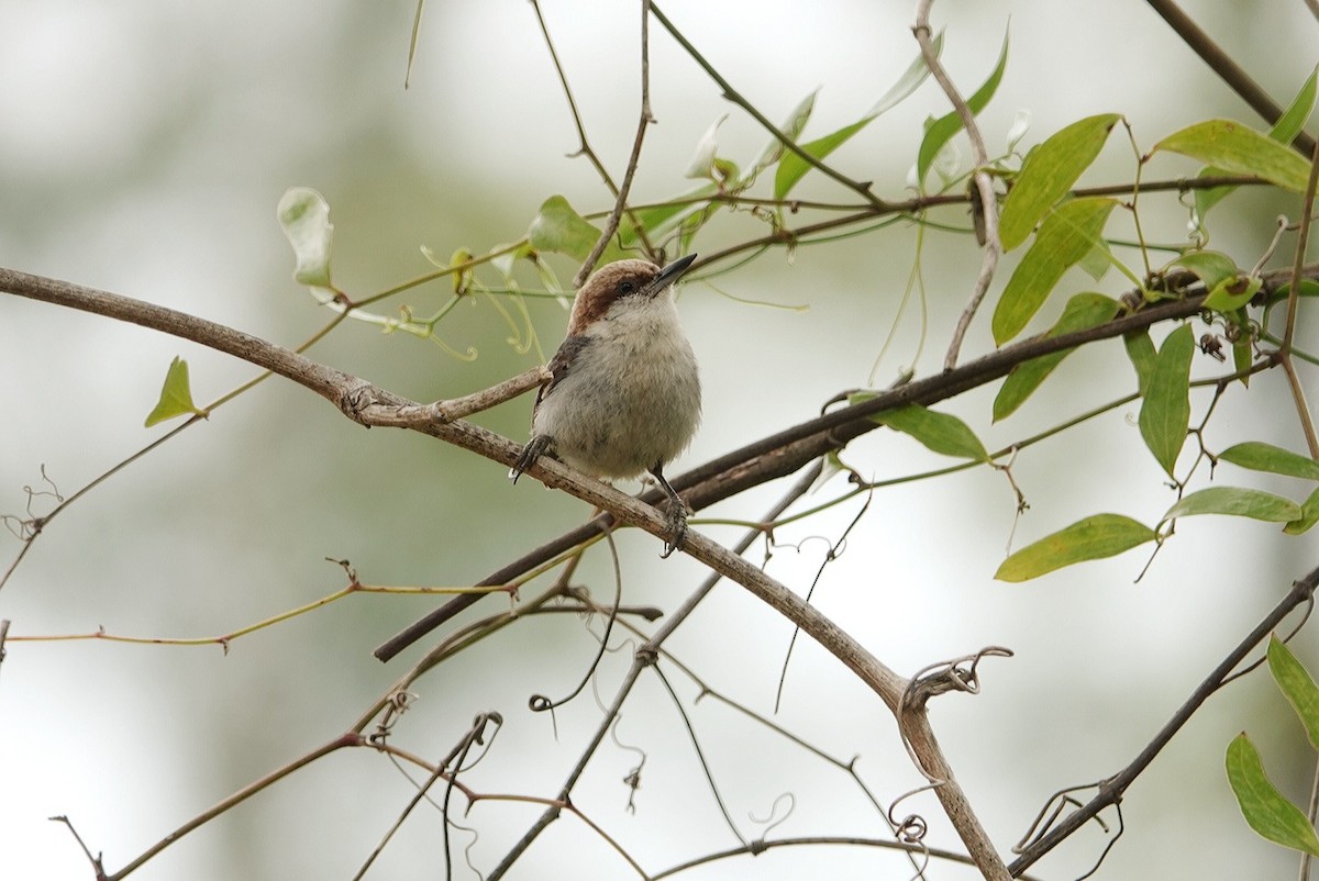 Brown-headed Nuthatch - ML618997437