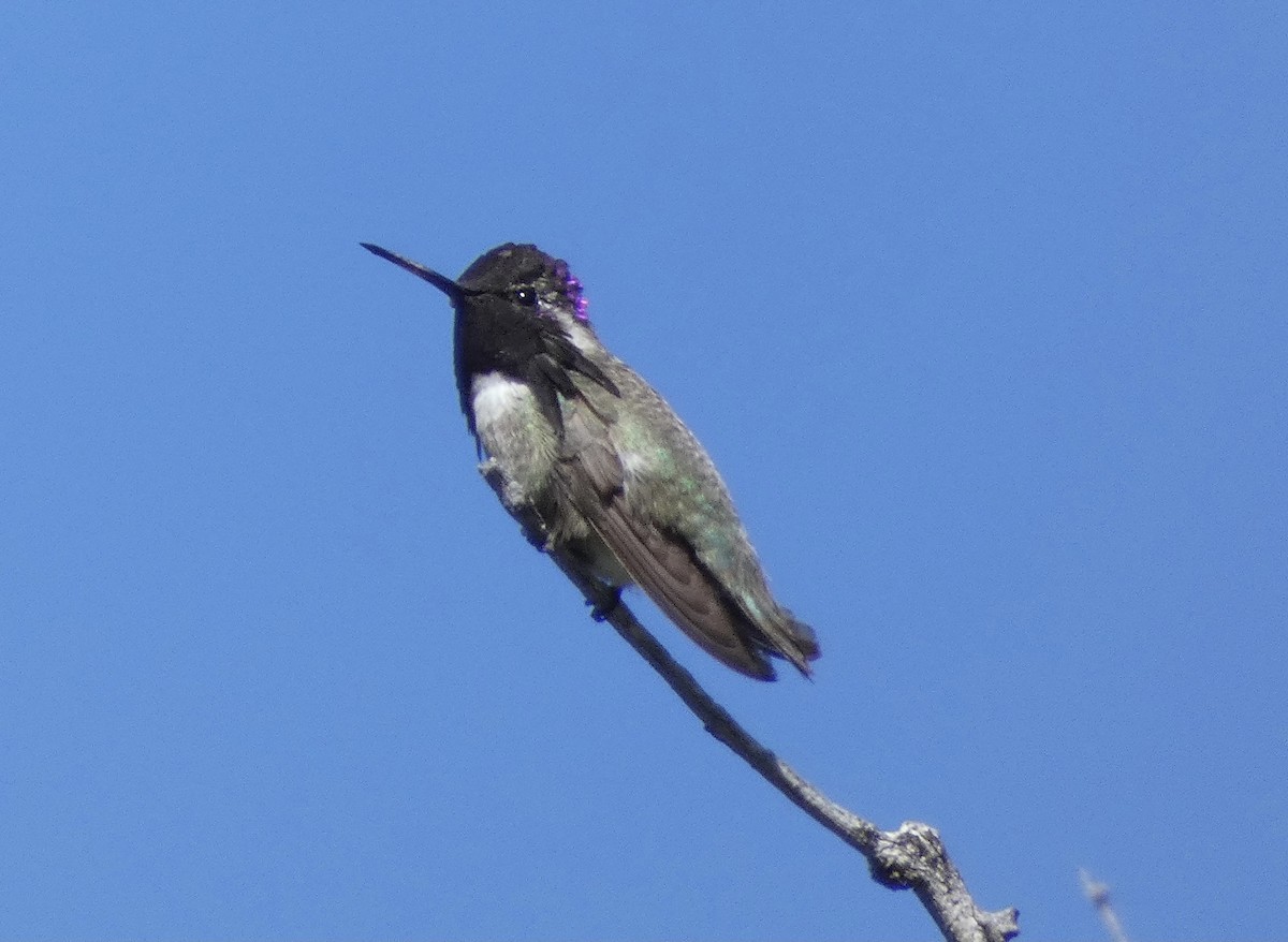 Costa's Hummingbird - ML618997449