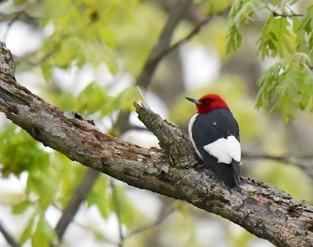 Red-headed Woodpecker - ML618997463