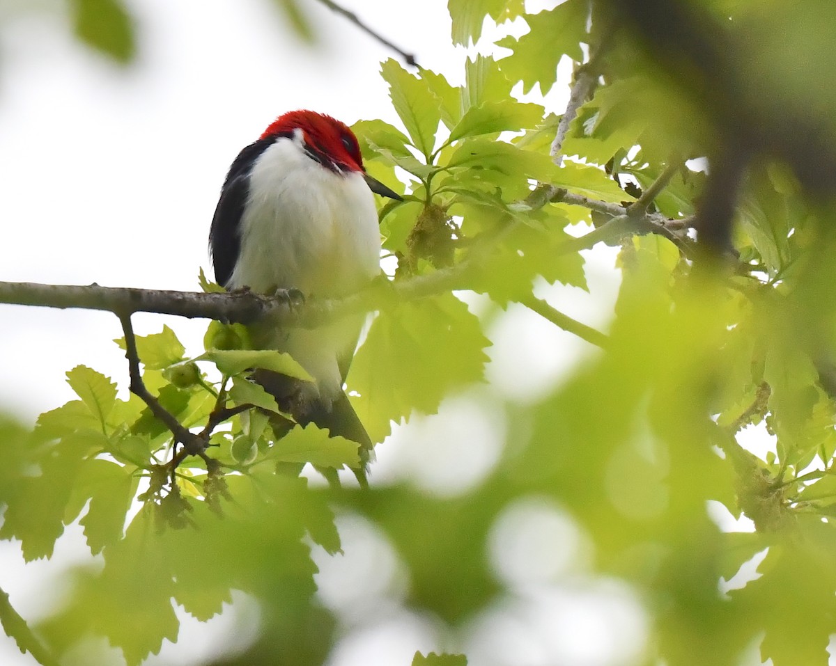 Red-headed Woodpecker - ML618997469