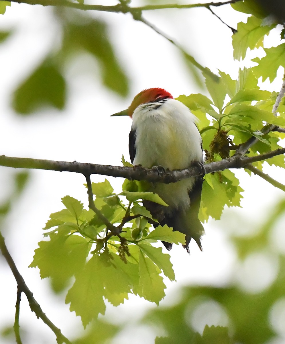 Red-headed Woodpecker - ML618997470