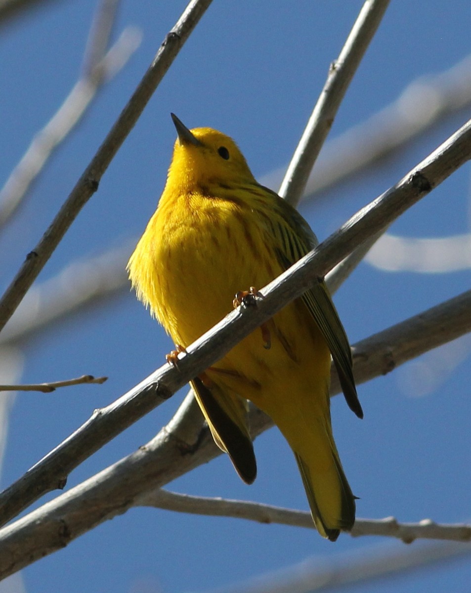 Yellow Warbler - Kayla  Bass