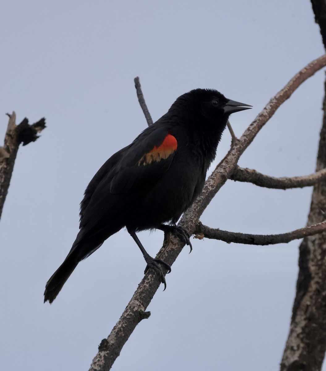 Red-shouldered Blackbird - ML618997477