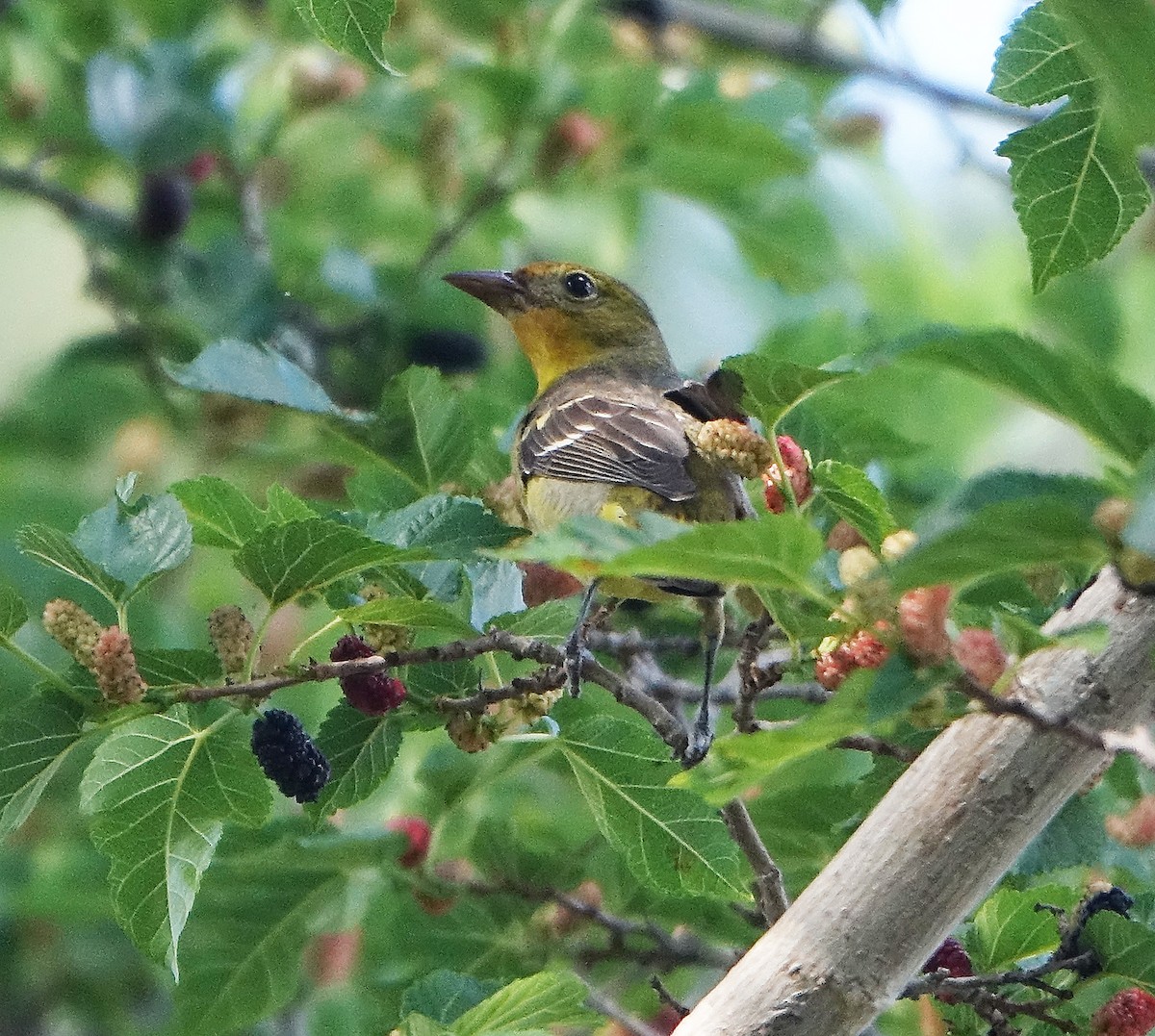 Western Tanager - ML618997491