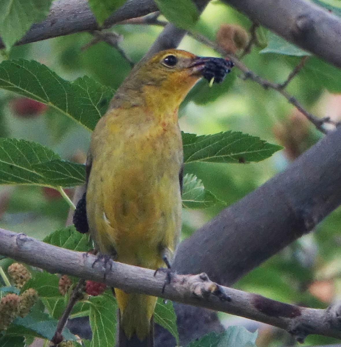 Western Tanager - ML618997496