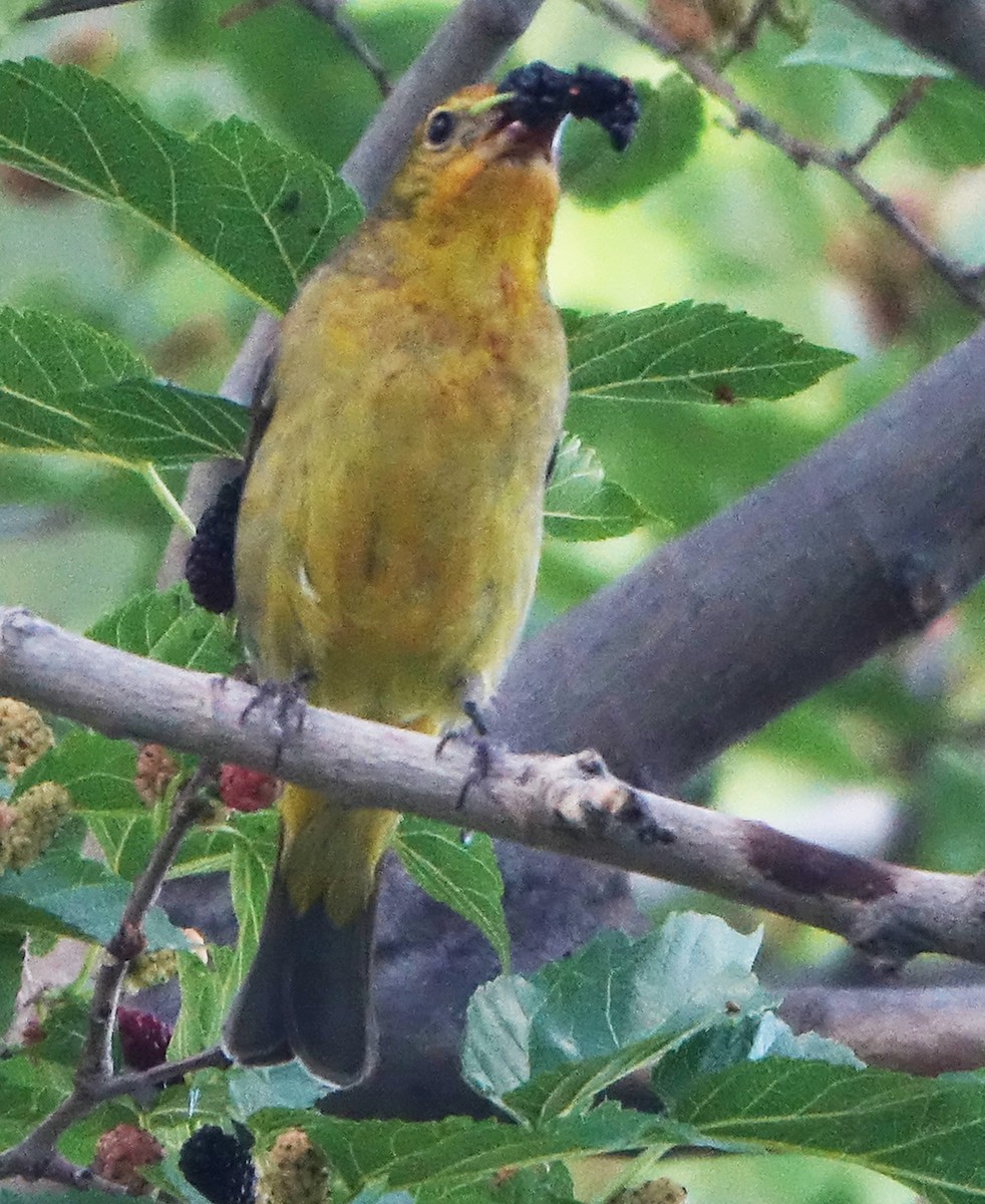 Western Tanager - ML618997497