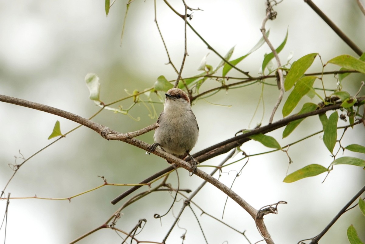 Brown-headed Nuthatch - ML618997528
