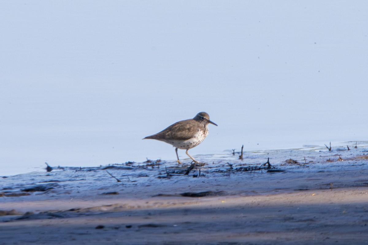 Spotted Sandpiper - Tristan Yoo
