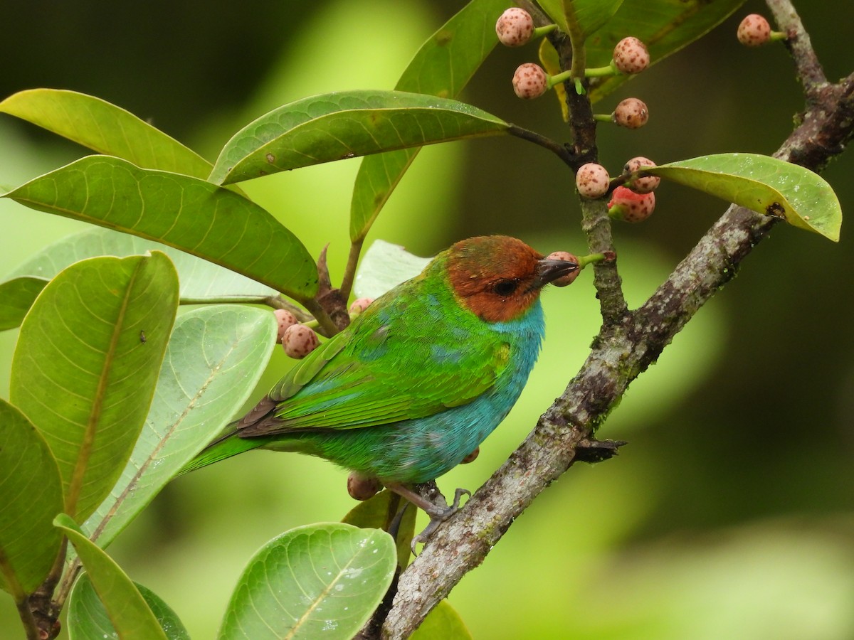 Bay-headed Tanager - ML618997566