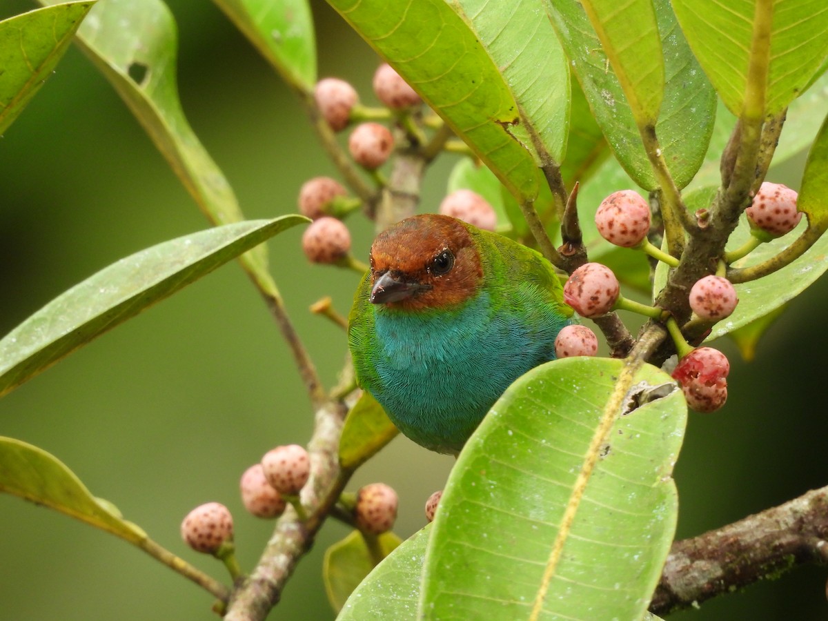 Bay-headed Tanager - ML618997567