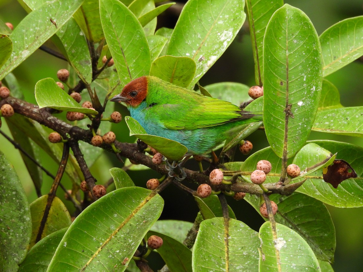 Bay-headed Tanager - ML618997568