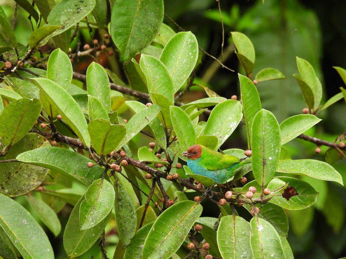 Bay-headed Tanager - ML618997569