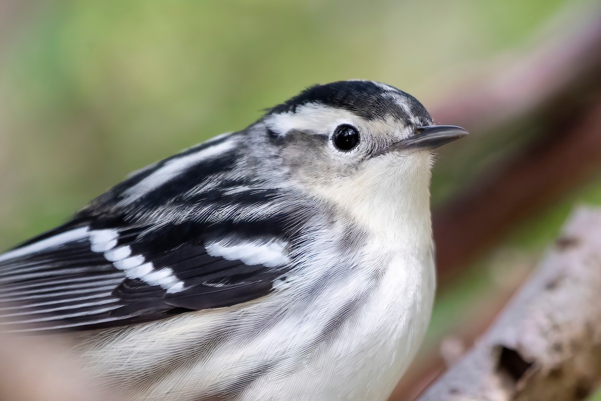 Black-and-white Warbler - ML618997609