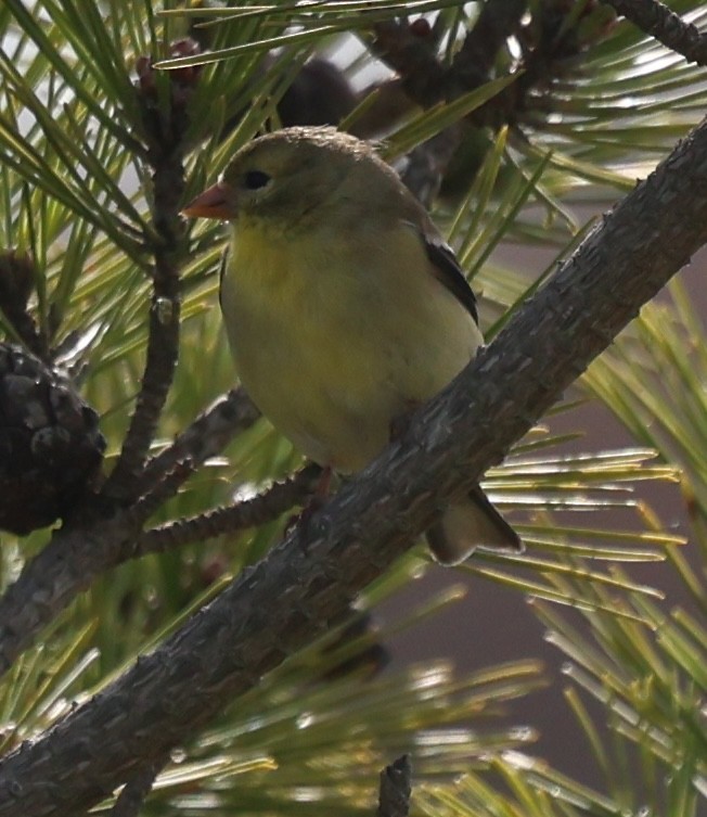 American Goldfinch - burton balkind