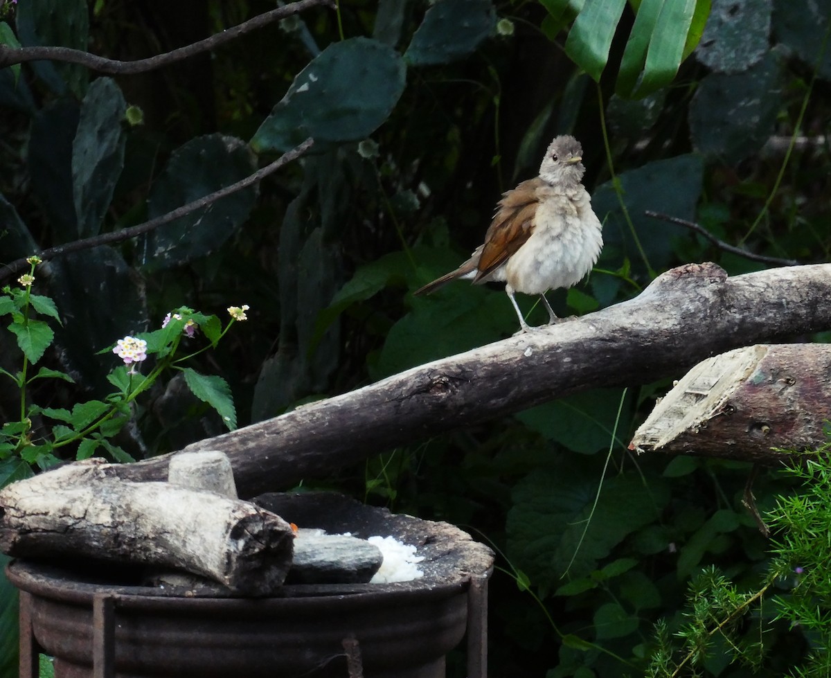 Pale-breasted Thrush - ML618997720
