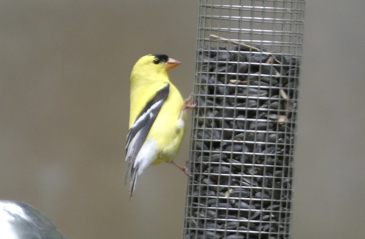 American Goldfinch - Kirra Loves Cats