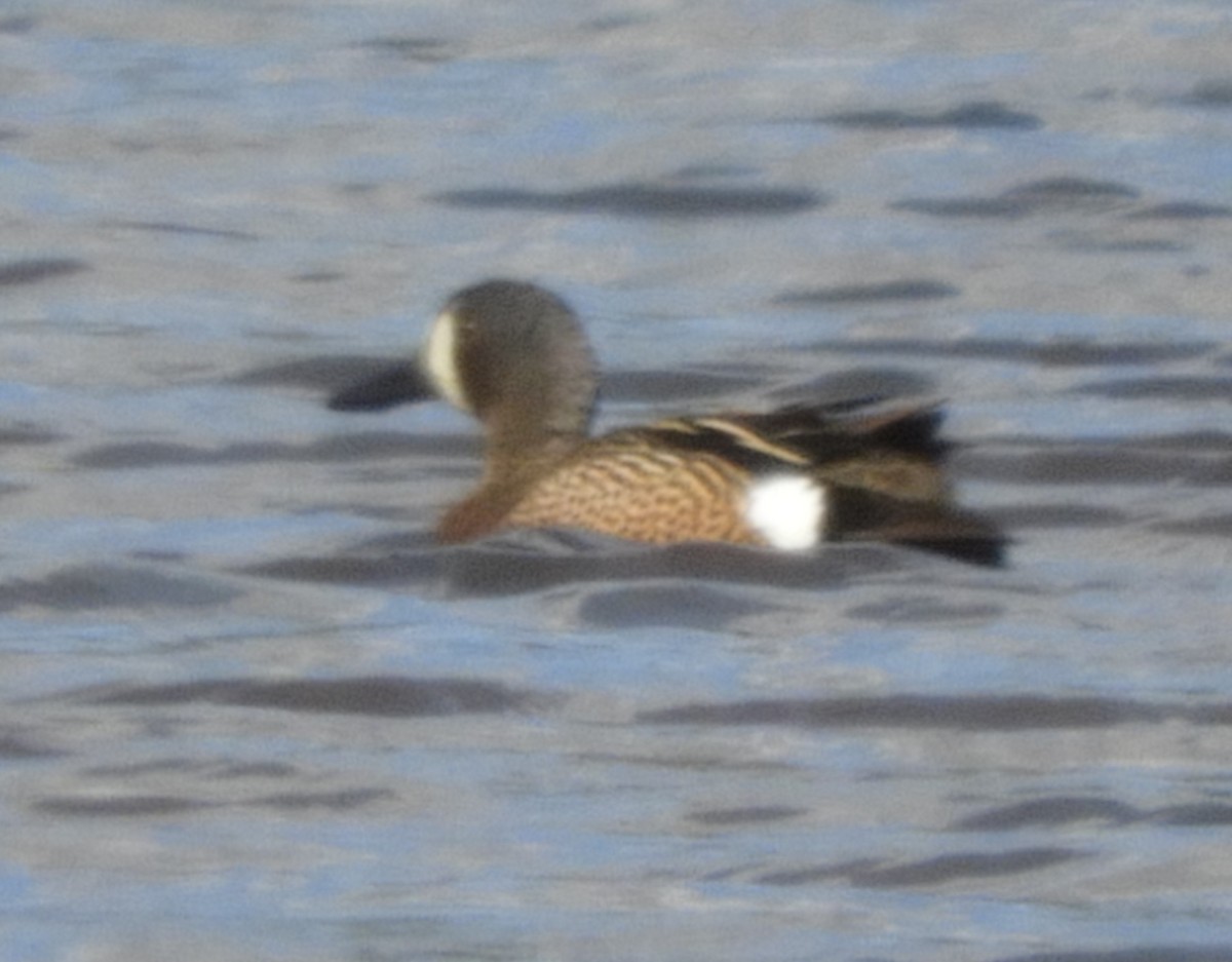 Blue-winged Teal - ML618997736