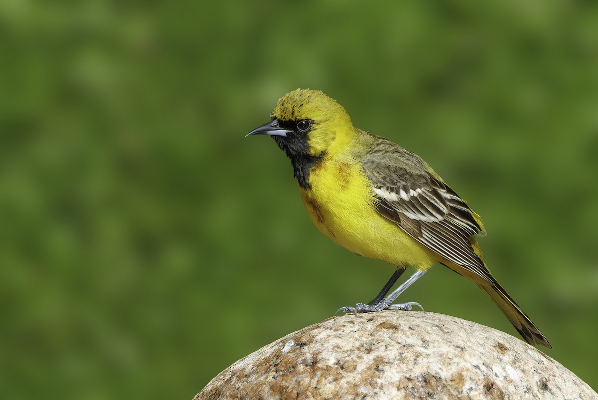 Orchard Oriole - ML618997743