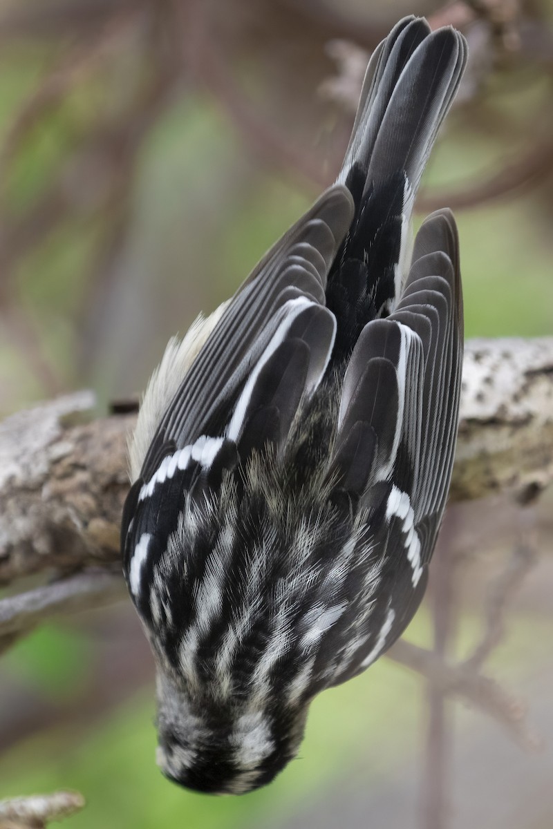 Black-and-white Warbler - ML618997758