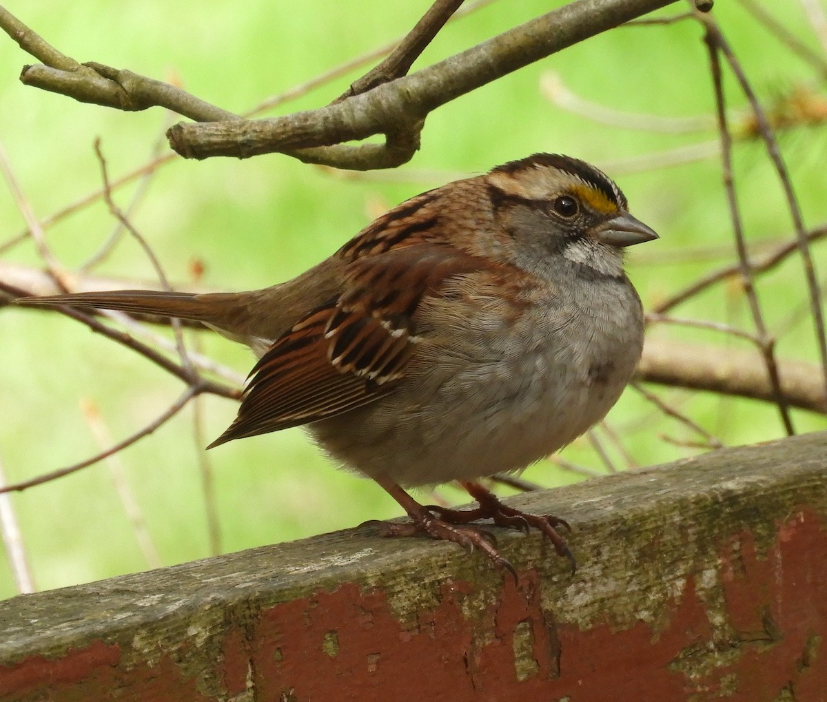 White-throated Sparrow - Kathleen Spicer