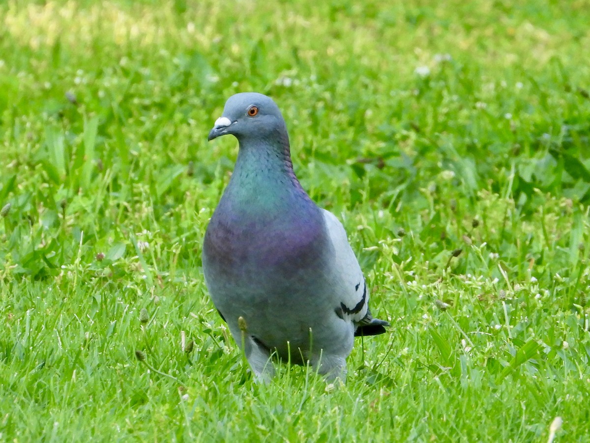 Rock Pigeon (Feral Pigeon) - Robin M