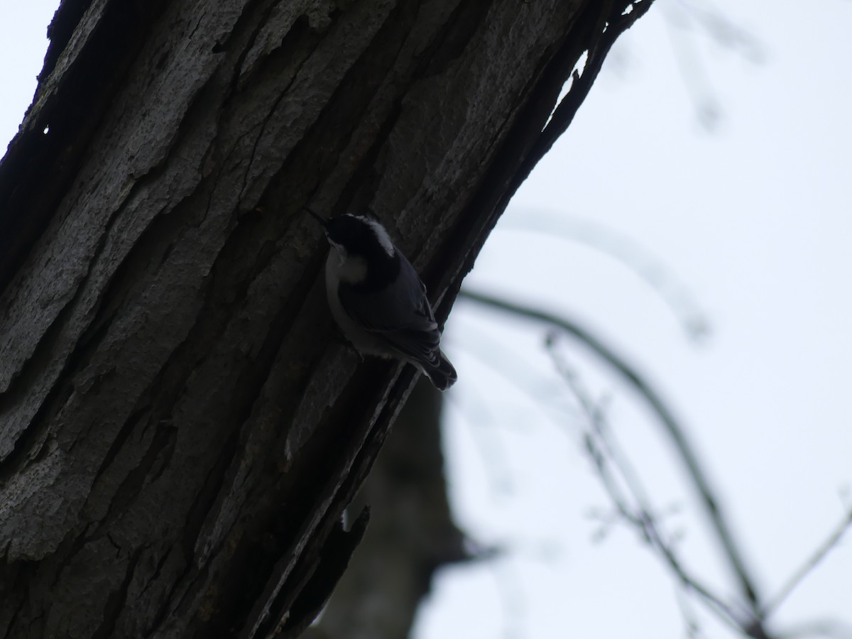 White-breasted Nuthatch - ML618997861