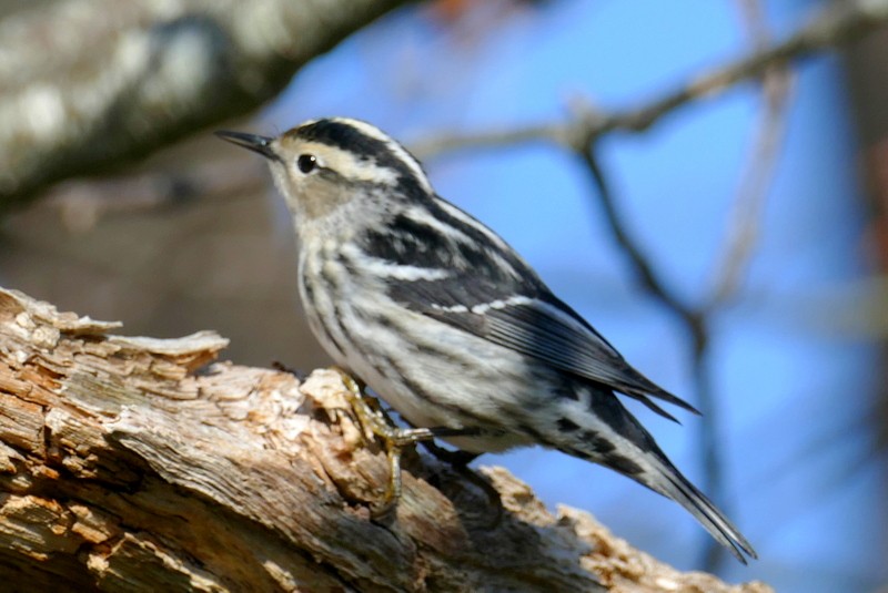 Black-and-white Warbler - ML618997930