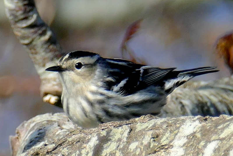 Black-and-white Warbler - ML618997931