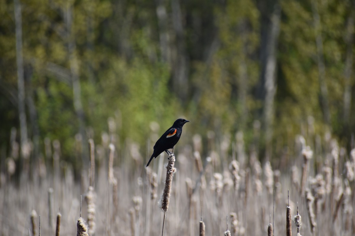Red-winged Blackbird - ML618997952