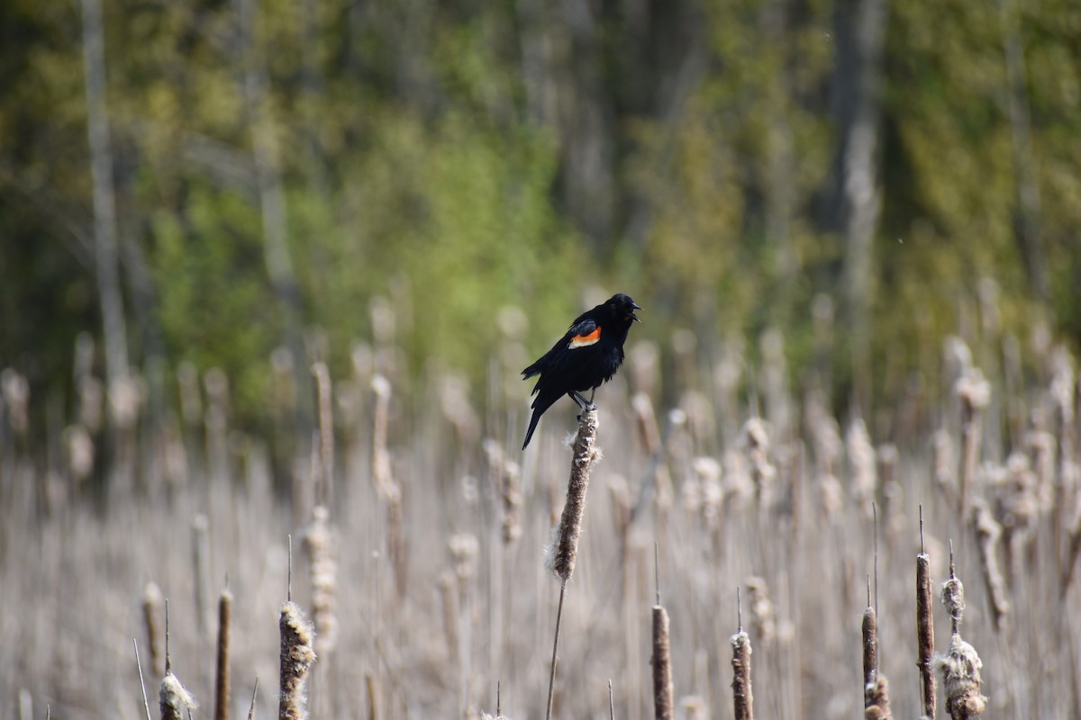 Red-winged Blackbird - Kristen Apolloni