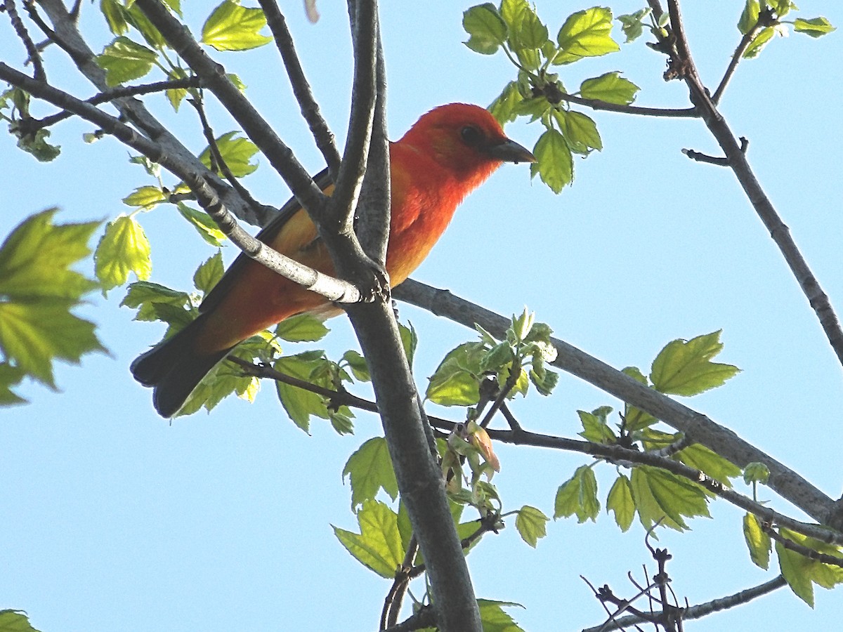 Scarlet Tanager - ML618997955