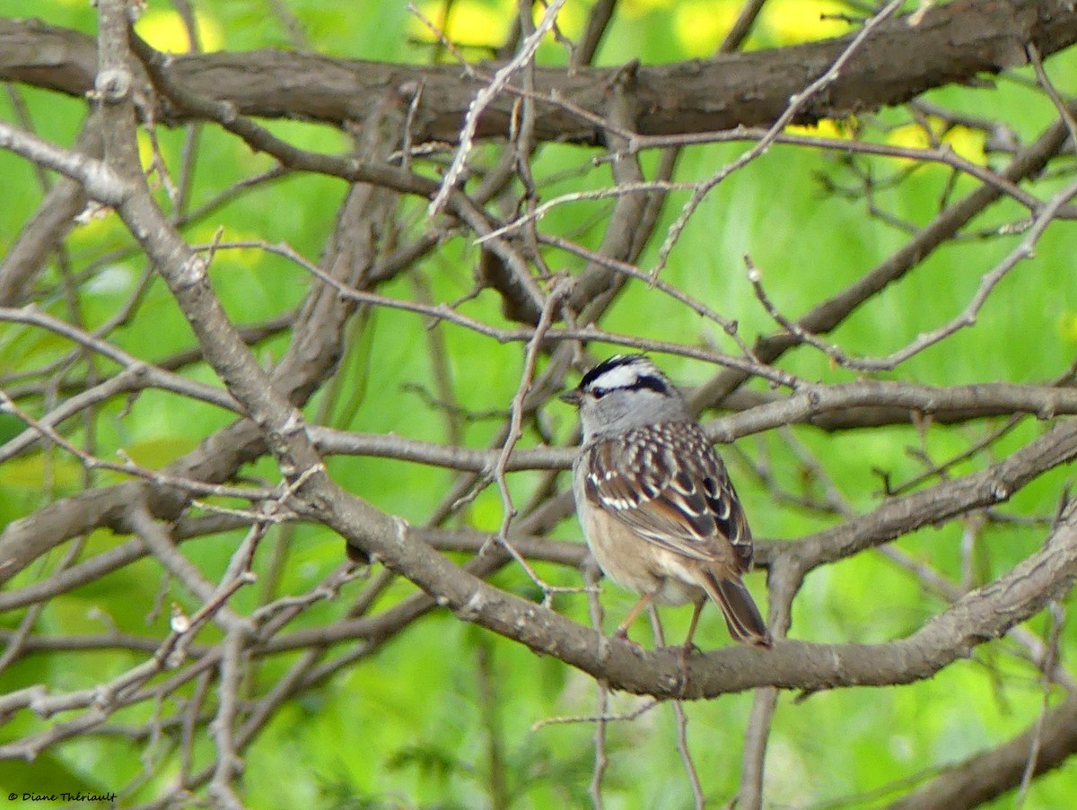 White-crowned Sparrow - Diane Thériault
