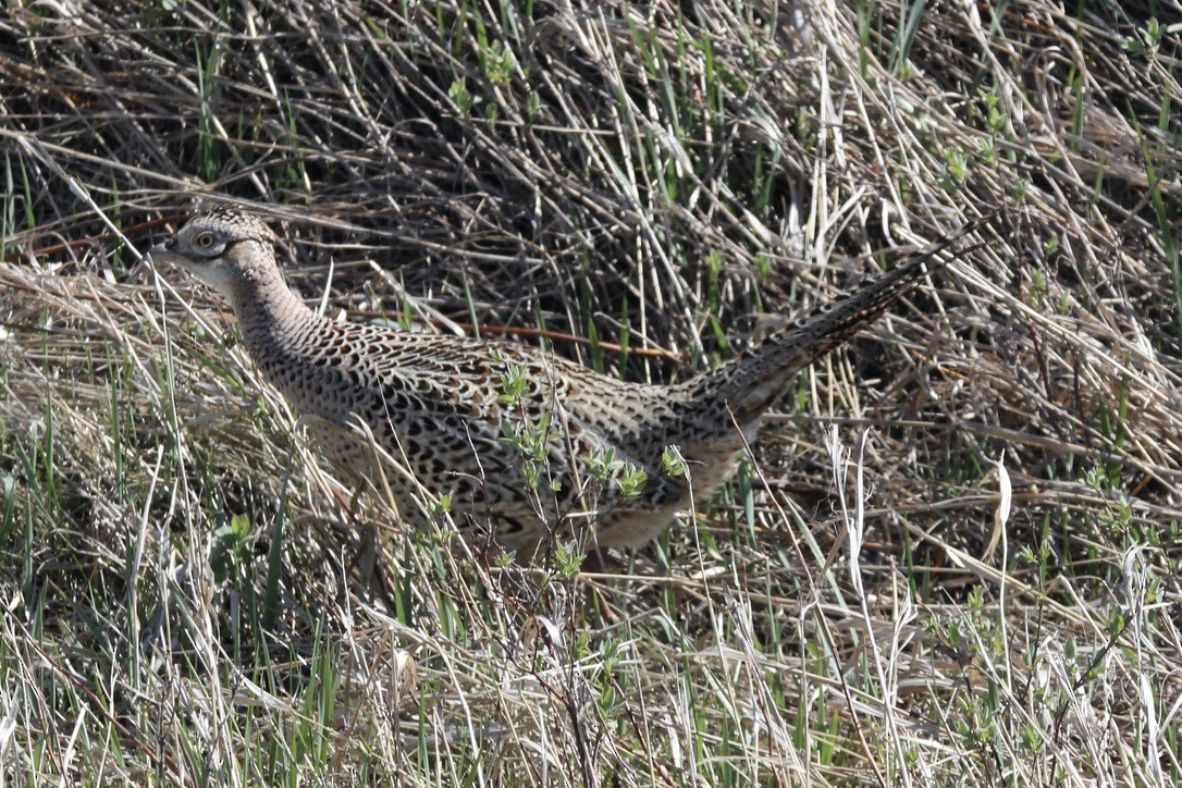 Ring-necked Pheasant - ML618997972