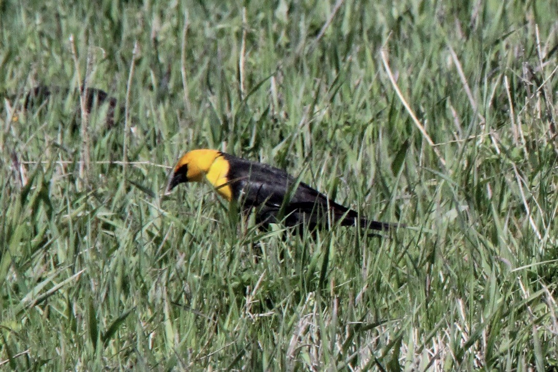 Yellow-headed Blackbird - ML618998022