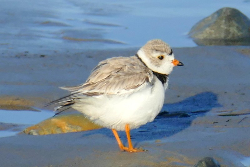 Piping Plover - ML618998032
